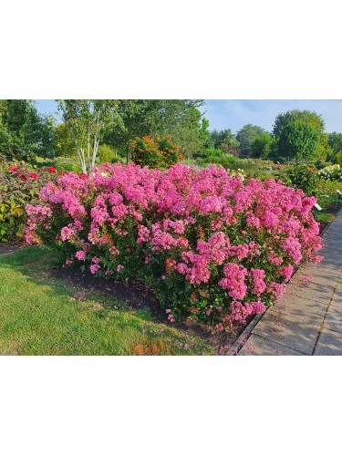 Lagerstroemia indica Rosa...