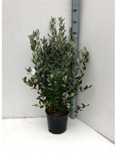 Feijoa "Acca sellowiana"...