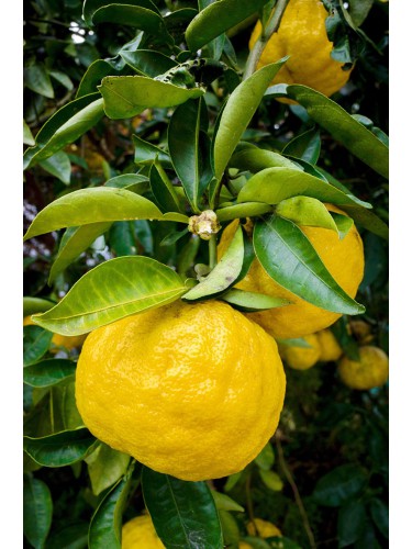Yuzu "Citrus junos" pianta...
