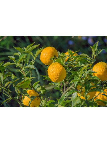 Yuzu "Citrus junos" pianta...