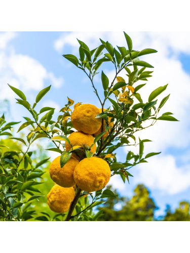 Yuzu "Citrus junos" pianta...