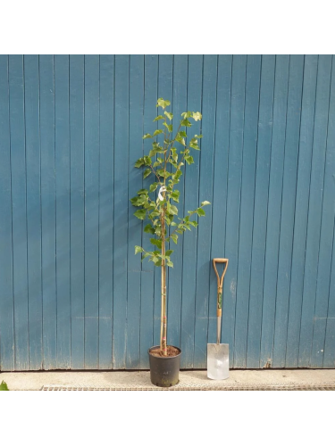 Tiglio selvatico "Tilia...
