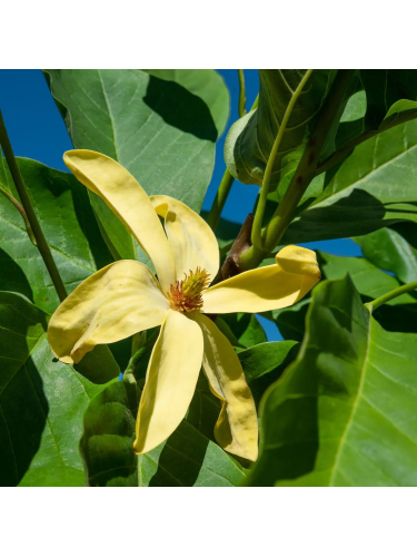 Magnolia gialla "Magnolia...