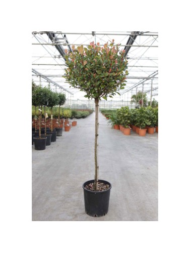 Fotinia "Photinia x fraseri...