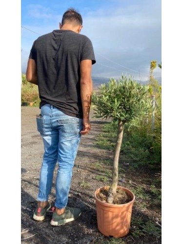 Ulivo Olivo "Olea europea"...