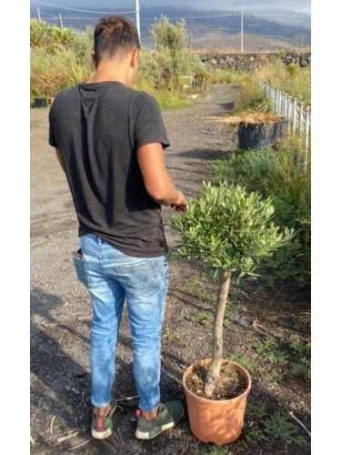 Ulivo Olivo "Olea europea"...