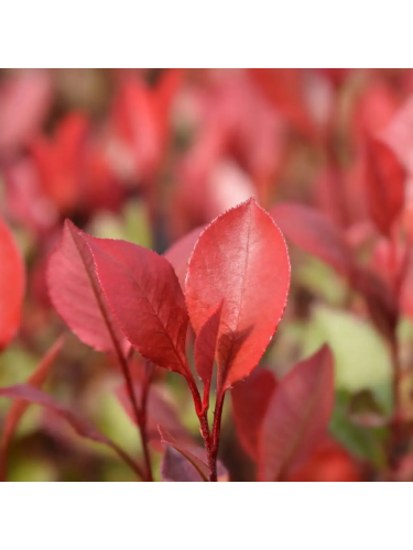 Photinia x fraseri "Little...