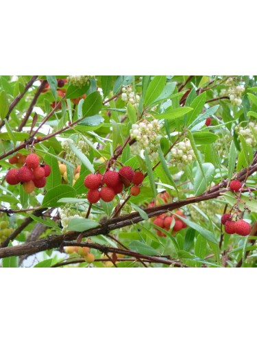 Corbezzolo "Arbutus unedo"...