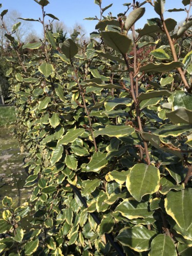 Eleagno variegato "Eleagnus...