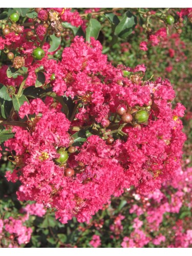 Lagerstroemia indica Rosa...
