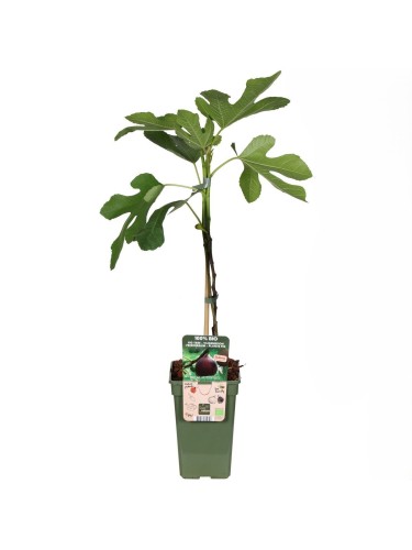 Fico "Ficus carica Ice"...