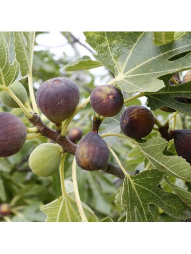 Fico "Ficus carica Ice"...
