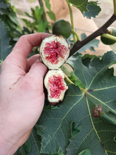 Fico "Ficus carica Ice"...