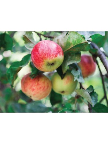 Piante da frutta innestata...