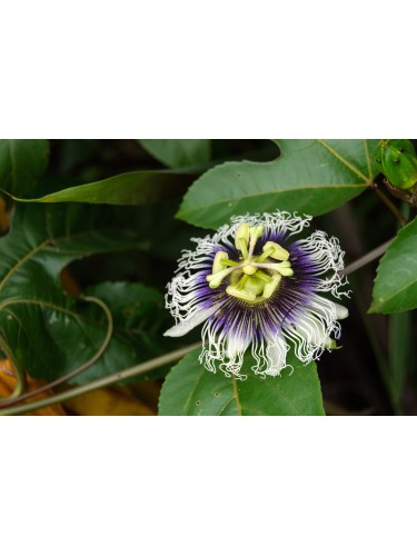 Passiflora Edulis Maracuja...