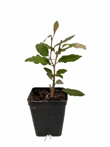 Eleagno "Eleagnus x...