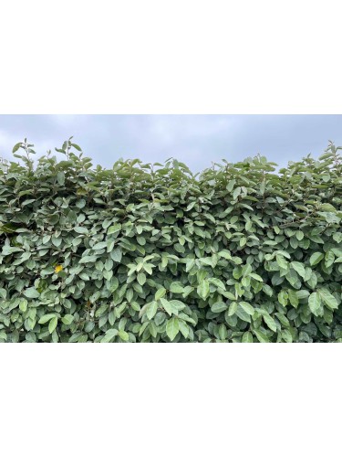 Eleagno "Eleagnus x...