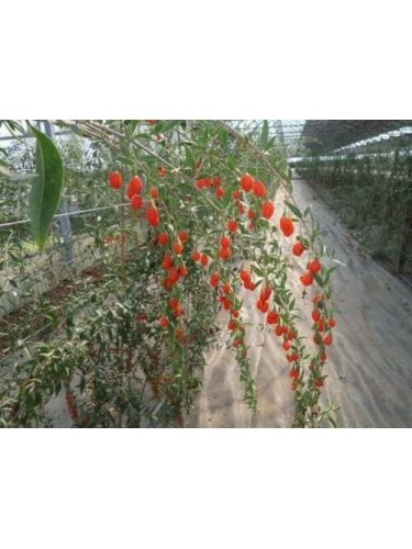 Lycium barbarum "Bacche di...