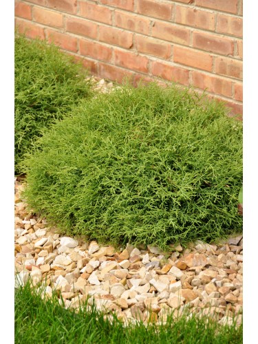 Thuja occidentalis "Mr....