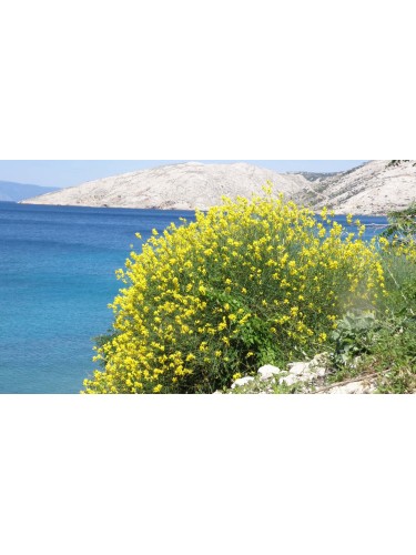 Ginestra odorosa "Spartium...