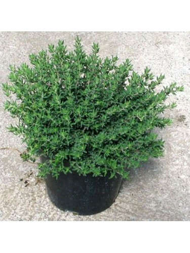 Timo "Thymus faustini"...