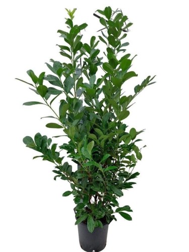 Lauroceraso "Prunus...
