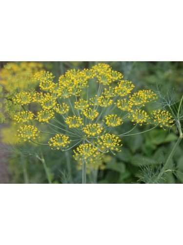 Aneto "Anethum graveolens"...
