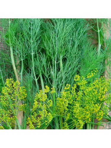 Aneto "Anethum graveolens"...