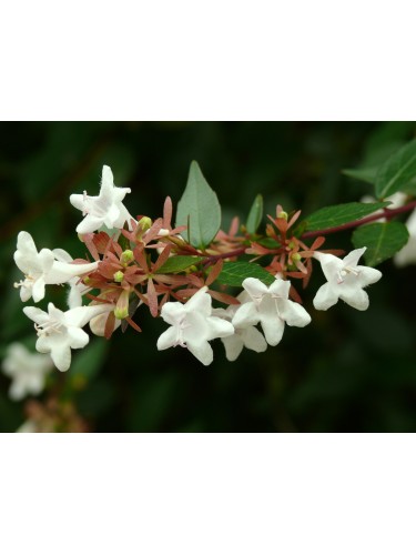 Abelia compatta "Abelia x...