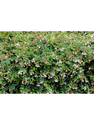 Abelia compatta "Abelia x...