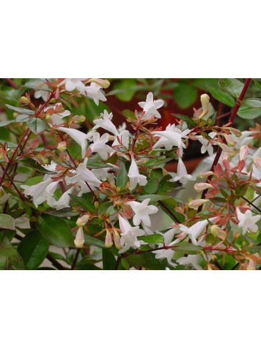 Abelia compatta "Abelia x...
