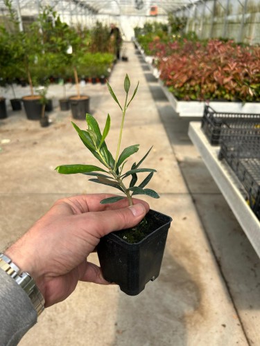 Ulivo olivo "Olea europea"...
