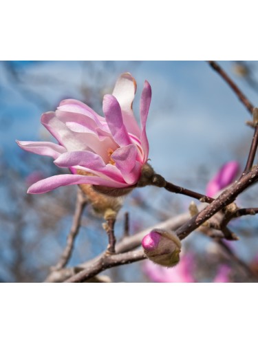 Magnolia x loebneri...