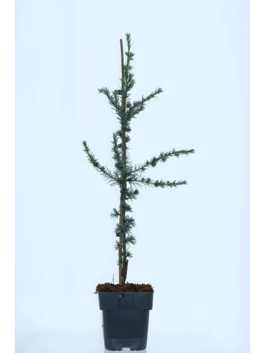 Cedro del Libano "Cedrus...