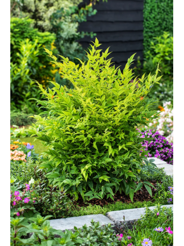Nandina domestica Lemon...