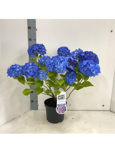 Ortensia blu "Hydrangea...