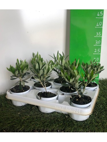 Pianta Olivo bonsai vaso...
