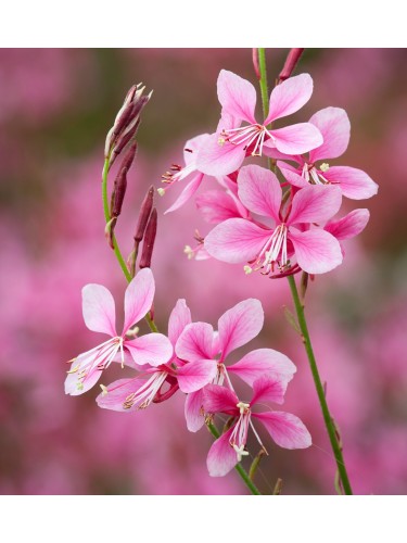 Gaura fior di orchidea...