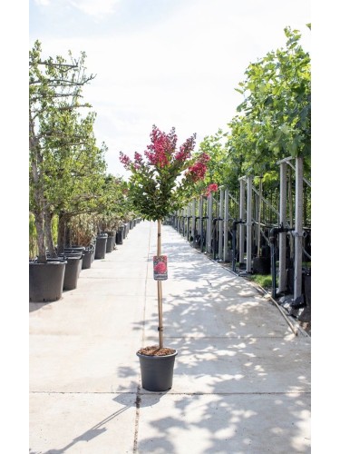 Lagerstroemia indica pianta...
