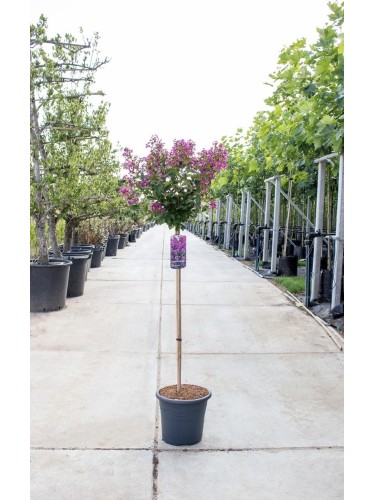 Lagerstroemia indica pianta...