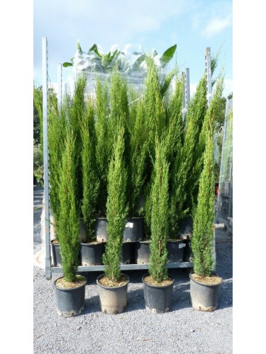 Cipresso toscano "cupressus...