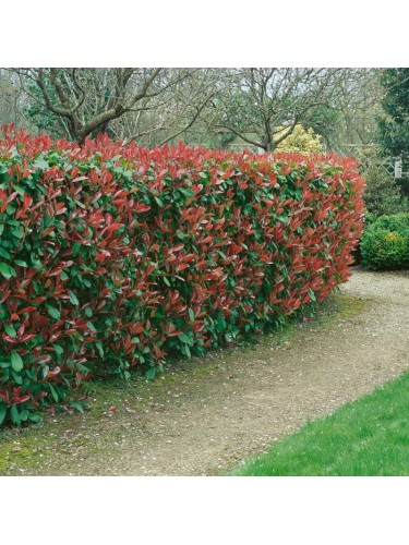 Fotinia "Photinia x fraseri...