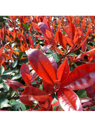 Photinia Red Robin Fotinia...