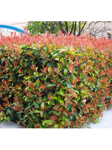 Photinia Red Robin Fotinia...