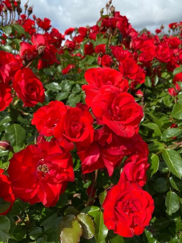 Rosa paesaggistica Rossa...