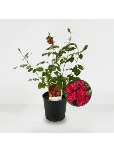 Rosa paesaggistica Rossa...