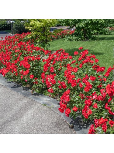 Rosa paesaggistica Rossa...