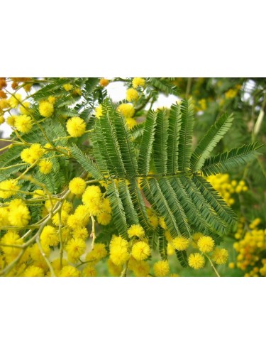 Mimosa "Acacia dealbata"...