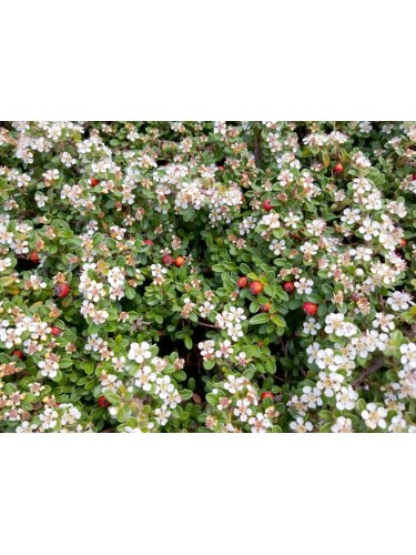 Cotognastro "Cotoneaster"...
