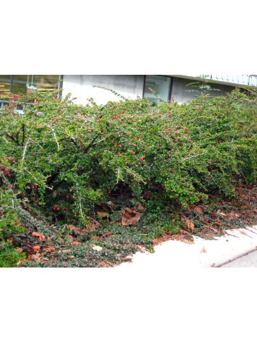 Cotognastro "Cotoneaster"...